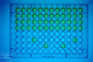Phytoscreen PT ergot alkaloid kit