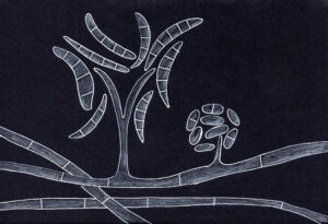 fusarium