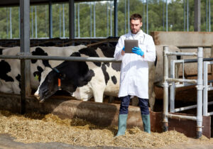 vet on dairy farm